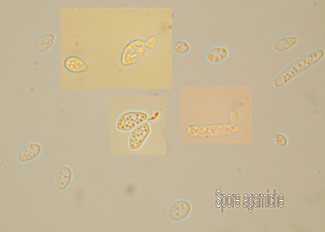 Postia caesia parassitizzata o con forma imperfetta?